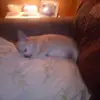 Wayne Oneill - @wayne.oneill - TikTok
