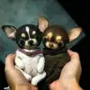 pancho01840 Capricorn - @wayne.ortiz3 - TikTok
