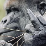 Wayne Oswald - @wayneoswald - Instagram