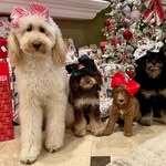 The Wayne Pack - @the_wayne_pack - Instagram