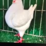 Wayne L Parnell - @waynelparnell - Instagram
