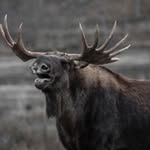 Wayne Paulsen - @wayne.paulsen - Instagram