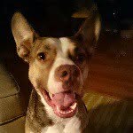 Bruce Wayne - @brucewaynepaulsen - Instagram