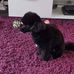 Wayne Pearce - Facebook