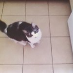 Wayne Pease - @cookyrealmom - Instagram