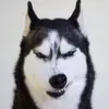 Wayne Pets - @waynepets - TikTok