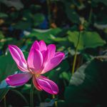 Wayne Pham - @notyerd - Instagram