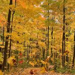 Wayne Phan - @waynetaiphan_ - Instagram