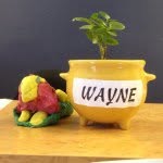 Wayne The Plant - @waynetheplant - Instagram