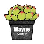 Wayne多肉 - @waynesplants - Instagram