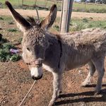 Wayne J. Ramirez - @ramirezdonkeysandminicows - Instagram