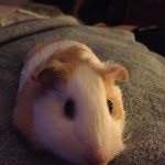 Bruce Wayne Reardon-Strauser - @brucetheguinea - Instagram