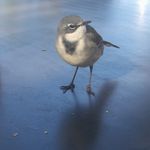 Wayne Renaud - @wayrenaud - Instagram