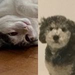 Wayne and Rudy - @rudy_and_wayne - Instagram