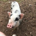 Wayne Rydberg - @peacefulpiggyrehabsanctuary - Instagram