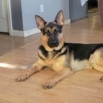 Wayne Schultz - @gwschultz70 - Instagram