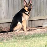 Wayne Schultz - @wayneschultz55 - Instagram
