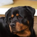 Wayne Seward - @rottwayne - Instagram
