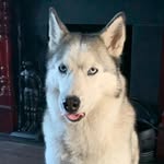 wayne sibley - @i636ninja - Instagram