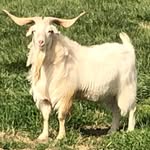 Wayne Simms - @sskikos6 - Instagram