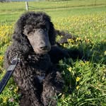 Sir Wayne Sinclair - @wayne_standardpoodle - Instagram