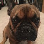 Brock Wayne Sneed - @beastmodebrock60 - Instagram
