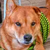 Bruce Wayne Finnish Spitz - @brucewaynefinnishspitz - TikTok