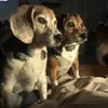 dwaynestambaugh - @dwaynestambaugh - TikTok