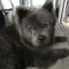 wayne stanton - @wayne73chow - TikTok