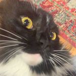 guillermo wayne starnes - @guillermo_da_cat - Instagram