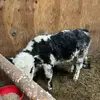 Wayne.the.shorthorn.steer - @wayne.the.shorthorn - TikTok