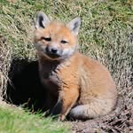 Wayne Sutherland - @firesuds_ - Instagram