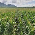 Wayne Swart - @derrylinagriculturalservices - Instagram