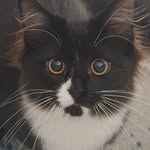 Bruce Wayne Sweeney 🐈‍⬛ - @brucewayne_the_cattt - Instagram