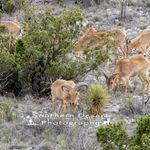 Wayne Trammell - @southerndesertphotography - Instagram