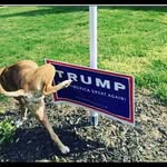 @wayne_county_trump_supporters - Instagram