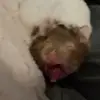 dane - @waynes.turkish - TikTok