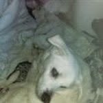Wayne Vancamp - @waynevancamp - Instagram
