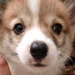 Vulcan Wayne 🐶 - @wayne.the.corgi - Instagram