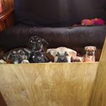Wayne Wagoner - @gofer333 - Instagram
