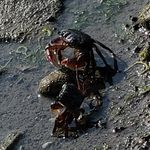 Wayne Waldrop Wildlife - @waynewaldropwildlife - Instagram