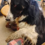 Wayne weathers - @beardog7144 - Instagram