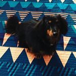 Bruce Wayne the Weiner Dog - @brucewaynetheweinerdog - Instagram
