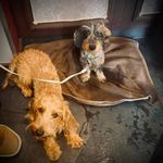 Ernst-Rudi & Wayne-Woody - @ernst.rudi_sorglos - Instagram