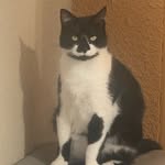 Bruce Wayne Wyckoff (BatCat) - @brucewayne_instabatcat - Instagram