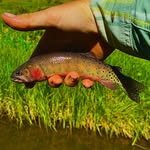 Wayne Yost - @nm_fly_fisher - Instagram