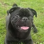 Angus the wee black pug - @wee_angus_theblackpug - Instagram