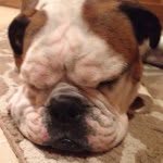 Angus - @weeangus - Instagram