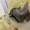 Mia Chen - @weiting.chen39 - TikTok