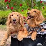 Wendel Lee - @wendel34424 - Instagram